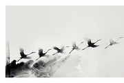 Gret Collection · Egrets in Flight, an Animal Illustration by milatovar (Thumbnail 6 of 17)