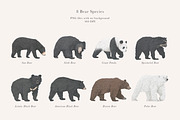 Bear Species Set - Hand-drawn PNGs, an Animal Illustration by LaurenFittonIllustration (Thumbnail 3 of 10)