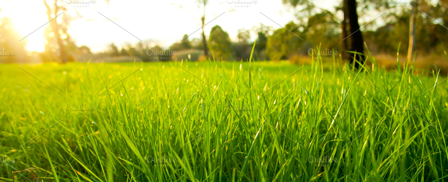 Lush Grass, a Nature Photo by THP Creative