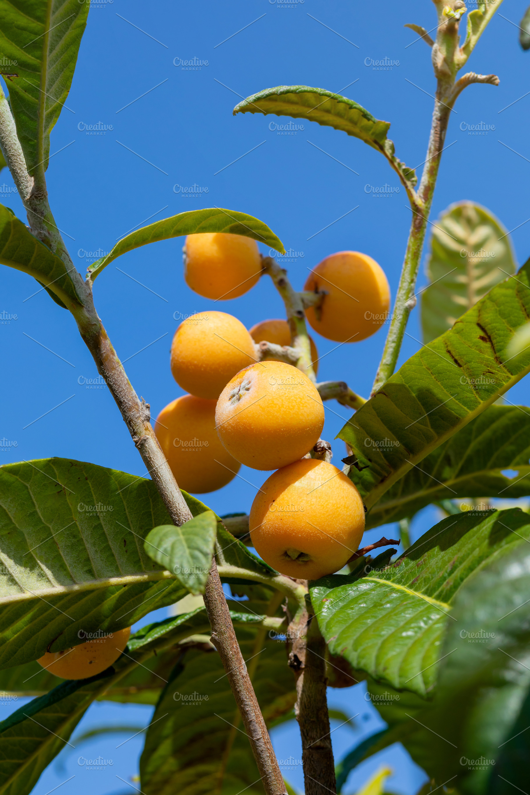 Ripe loquats growing on tree branch against blue sky, a Nature Photo by Antonio Gravante Market