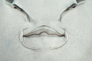 Stingray face, a Photo by saiko3p
