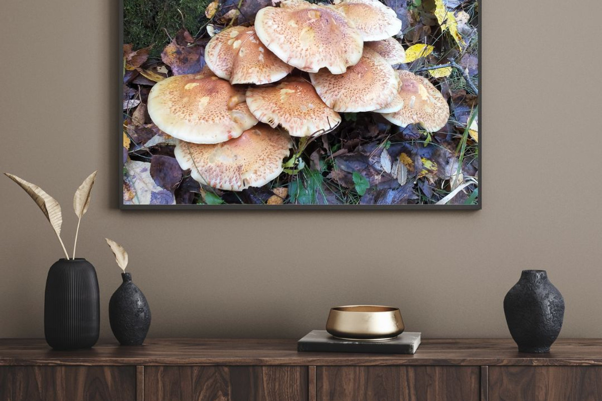 Autumn nature photography set, a Nature Photo by pictures for you (Photo 5 of 22)