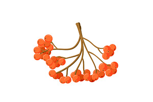 Nature Symbol Rowan Berries Fall