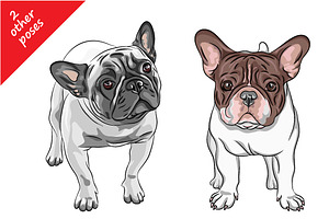 French Bulldog Collection