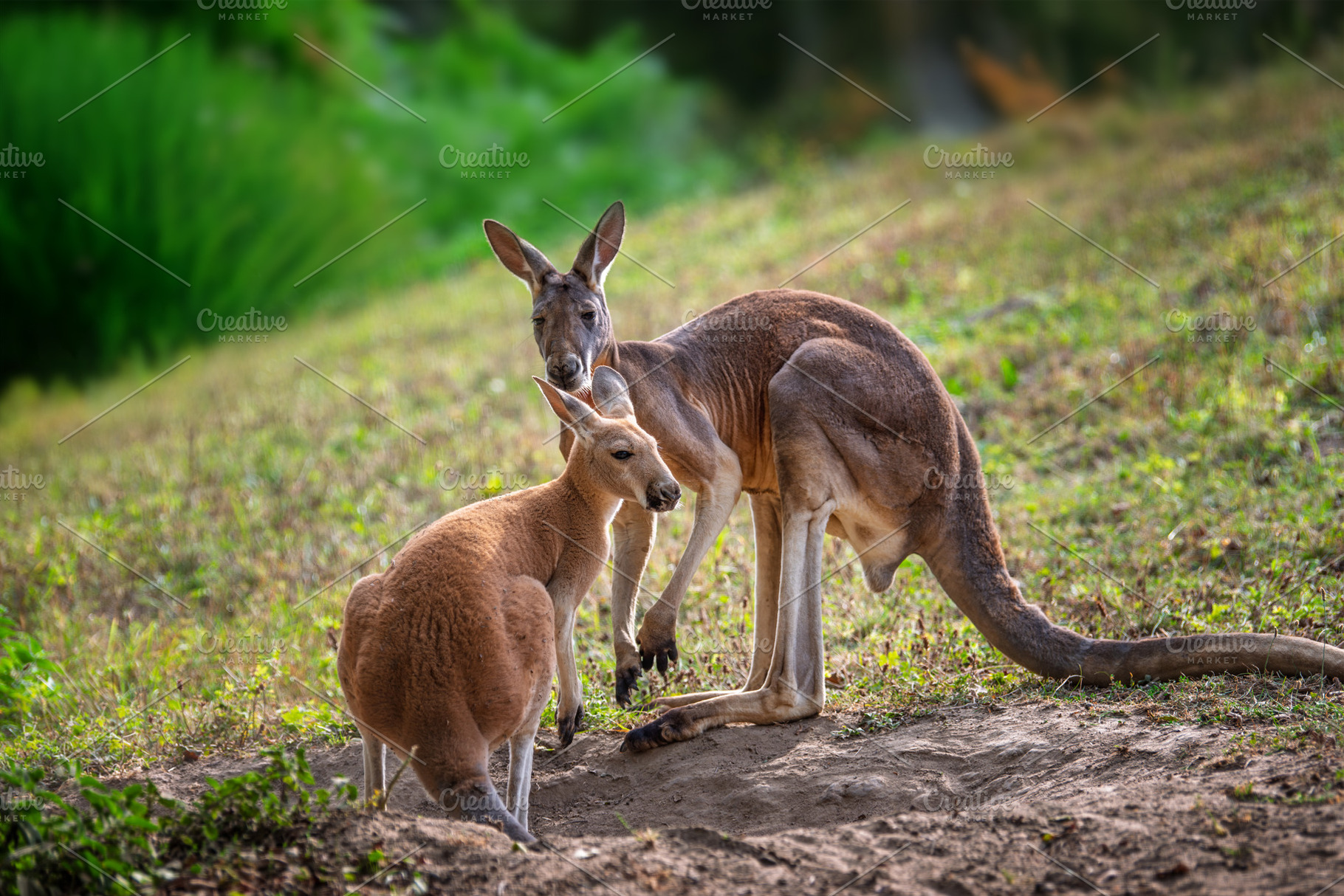 Two Young kangaroo in grass. Animal in natural habitat, an Animal Photo by Byrdyak