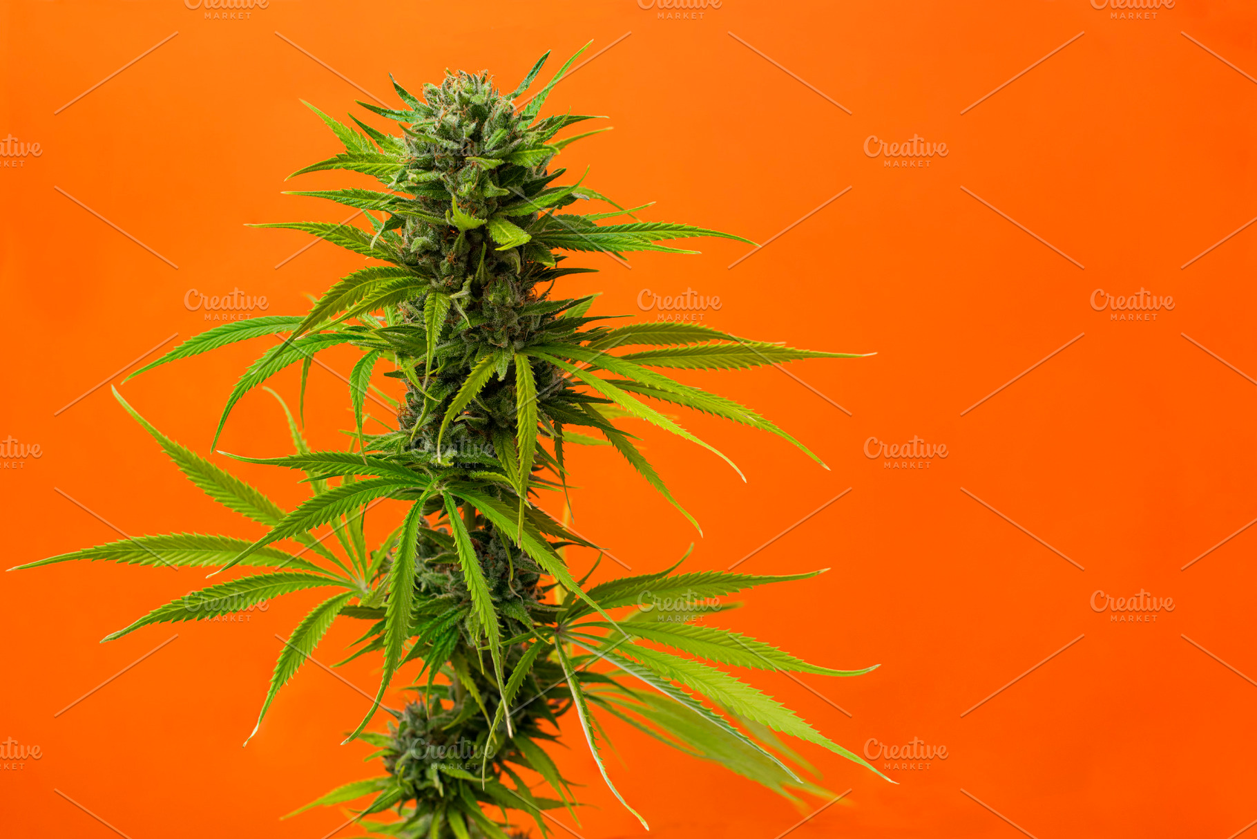 close-up bud marijuana Caramel on or, a Health & Medical Photo by Claudio Valdés