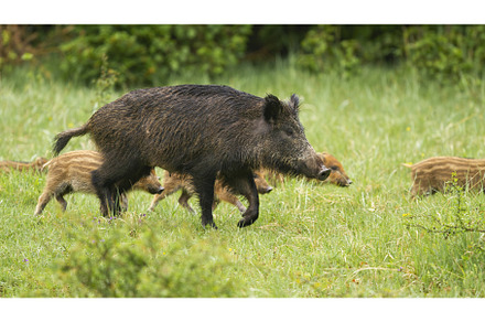 Wild boar with piglets walking on