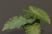 The BroadLeaf Taro Bush, a Plants & Tree 3D Model by FuturePastCreatives (Thumbnail 19 of 19)