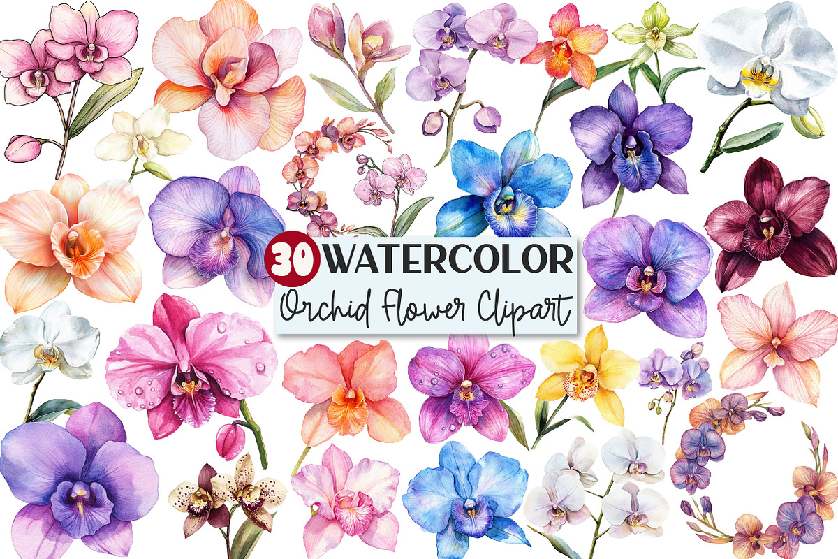 Watercolor Orchid Clipart, an Illustration by Rose Art (Photo 1 of 7)