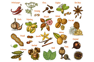 Herbs set, condiments and spices
