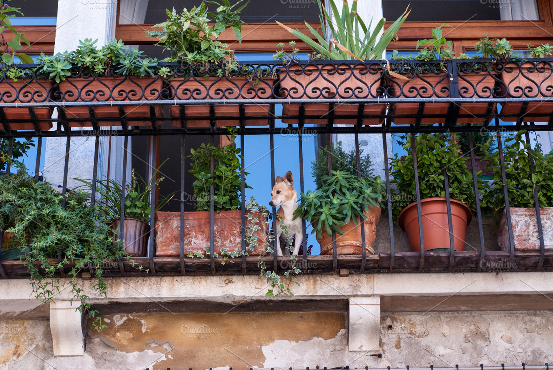 Terrier On Terrace
