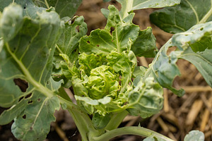 Brussels sprout with pest damage, a Photo by Grafvision photography