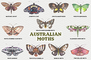 Australian Moths hand painted, an Animal Illustration by FITALARTSNEDIGI (Thumbnail 3 of 8)