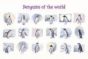 Penguins of de world watercolor set, an Animal Illustration by Art & Things (Thumbnail 4 of 5)