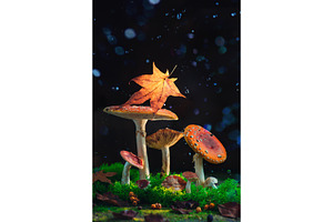 Forest mushrooms with a fallen leaf