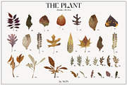 The PLANT. Autumn collection, a Pattern Graphic by NKTN (Thumbnail 6 of 18)