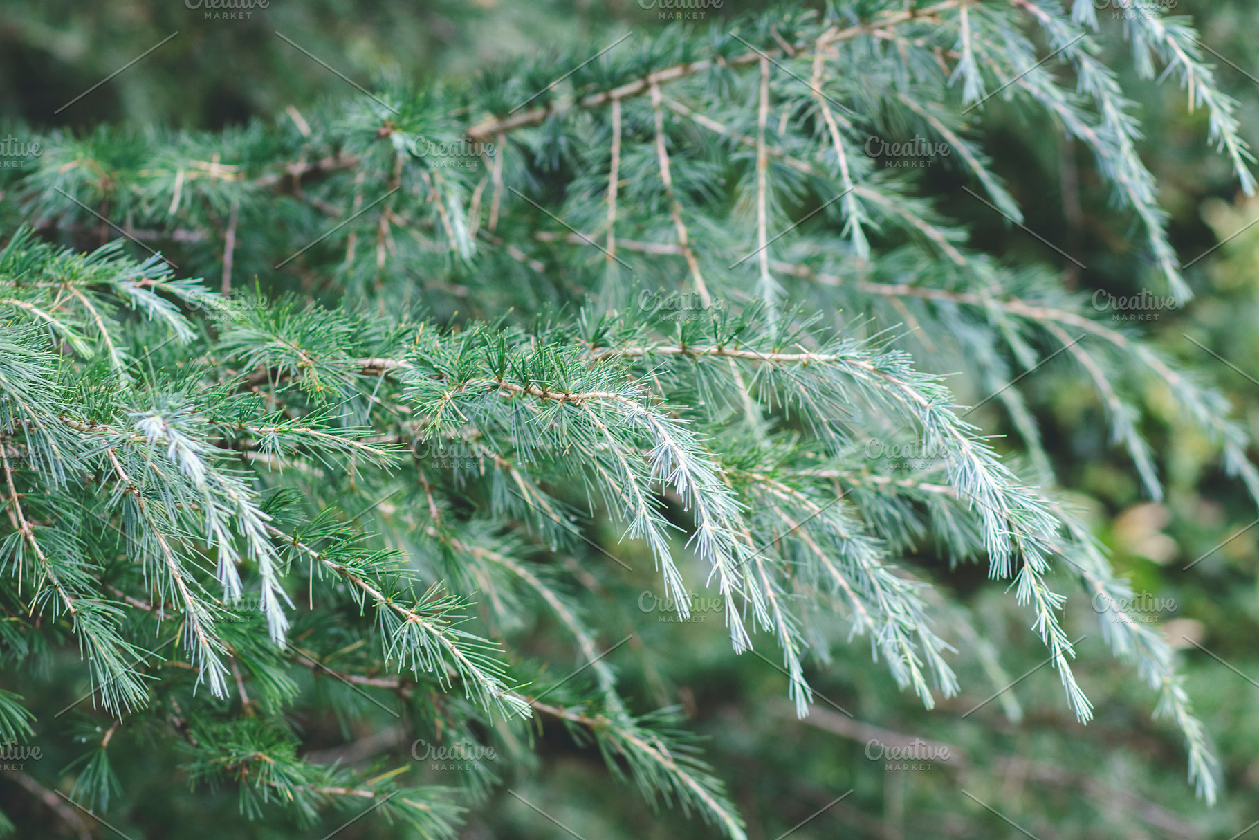 Fir Tree Foliage, a Nature Photo by René Jordaan Photography