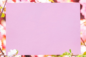 Paper blank between flowering almond, a Background Photo by Volff