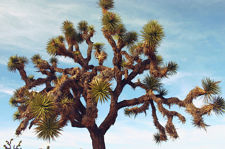 Joshua tree stock photo containing joshua tree and joshua tree national park, a Nature Photo by Bicks Pics