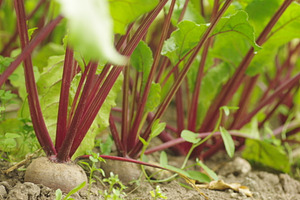Homegrown beetroots bed
