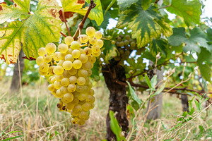 White wine grapes on the vine close up., a Food & Drink Photo by Volff