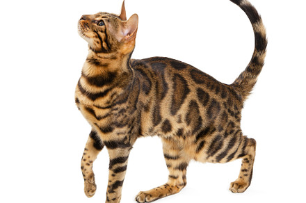 Beautiful adult cat bengal breed