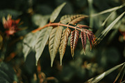Pro Lightroom Presets Pack, an Action Add-On by Bamboobear Books Shop (Thumbnail 3 of 7)