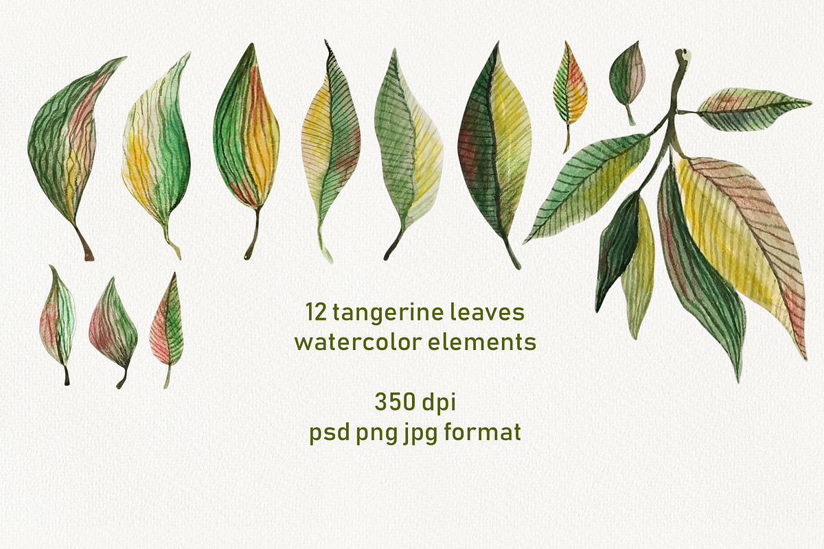 Watercolor Orange Fruit Clipart, a Food Illustration by Dina Guiter (Photo 3 of 10)