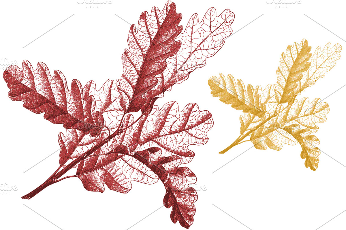 88 Skeleton Leaves PNG, an Object Graphic by Alexandra Fulger (Photo 4 of 6)