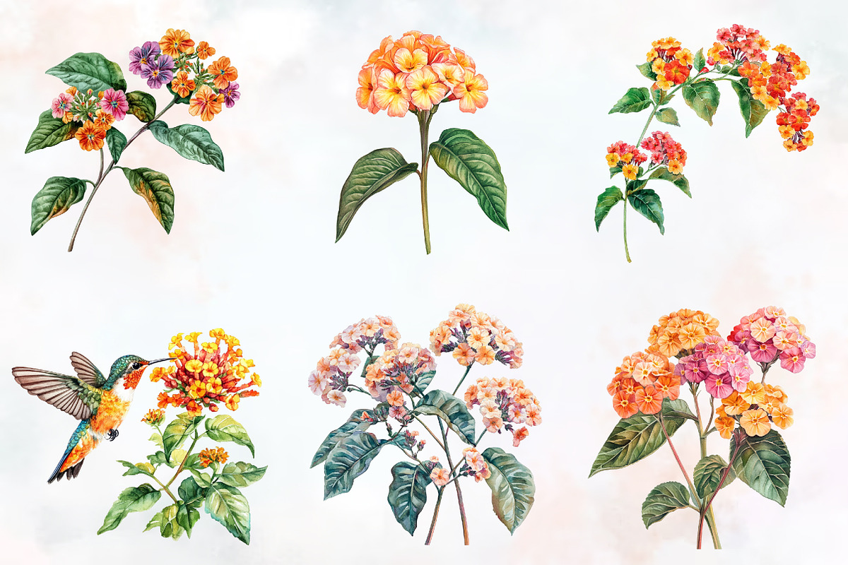 Lantana Flower Watercolor Cliparts, an Illustration by RobertsArt (Photo 2 of 7)