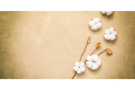 Cotton flowers on a beige stucco, a Nature Photo by Yulia71