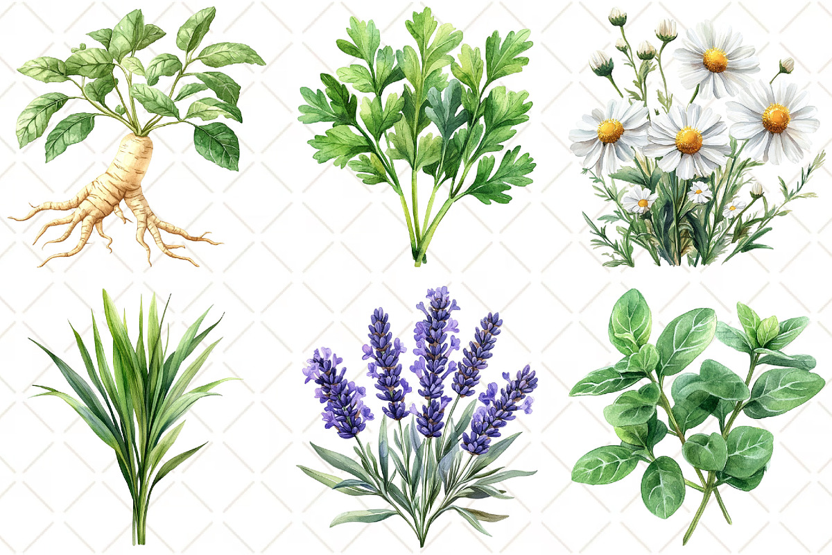 Watercolor Medicinal Herbs Clipart, an Illustration by Black Bird Studio (Photo 5 of 5)