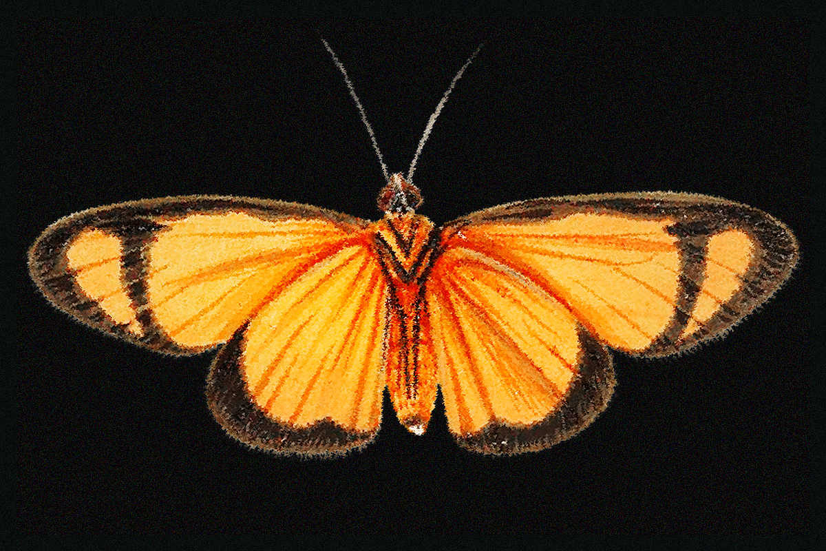 370+ Butterflies Cliparts, an Animal Illustration by Lilithcollageart (Photo 7 of 8)
