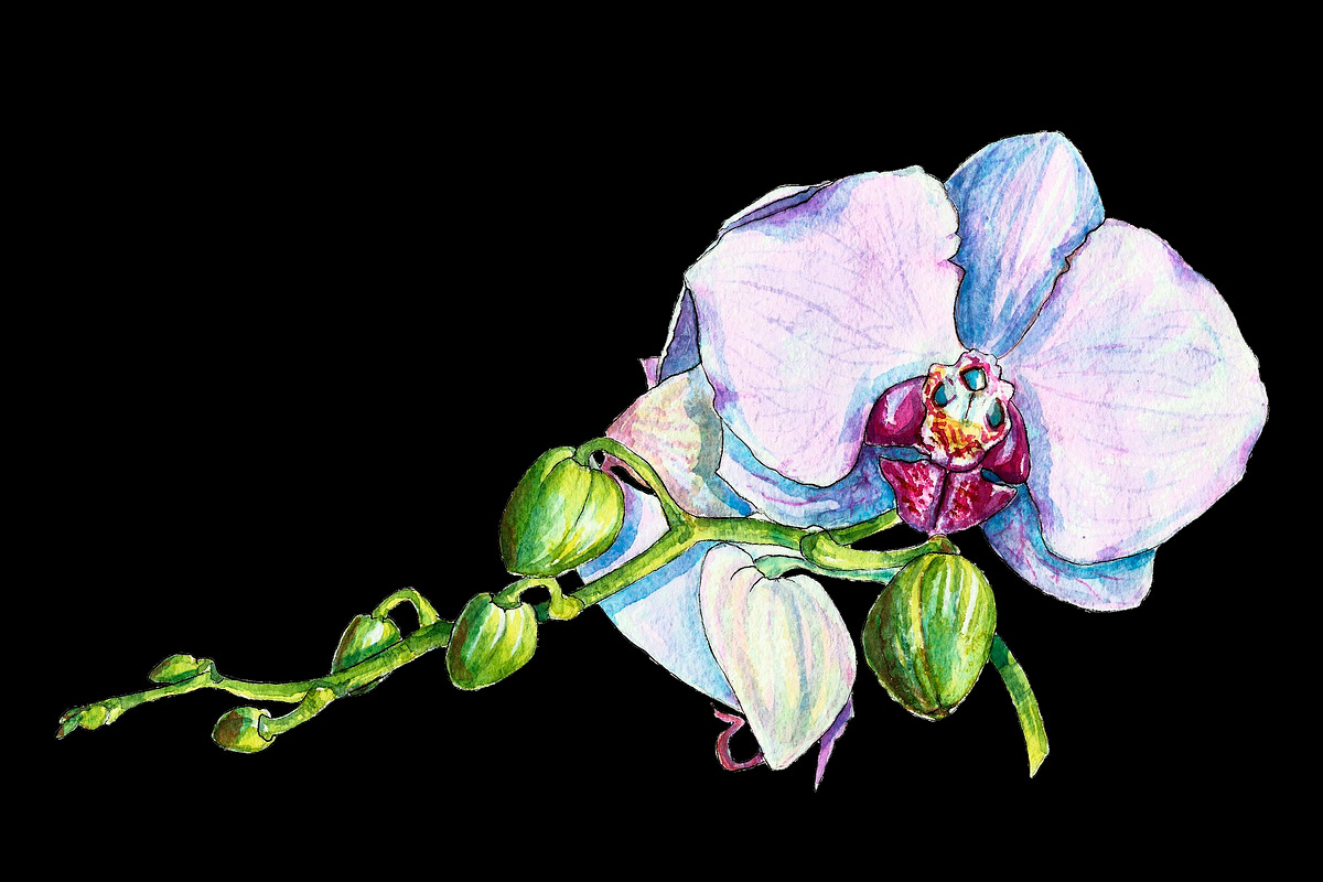 Bundle offer of watercolors, an Animal Illustration by Watercolor_Vector Graphic (Photo 15 of 27)