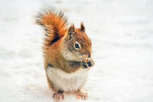 Cute Red Squirrel in the Snow