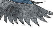 Cyanistes caeruleus, an Animal Illustration by Stefania Matteazzi (Thumbnail 3 of 3)