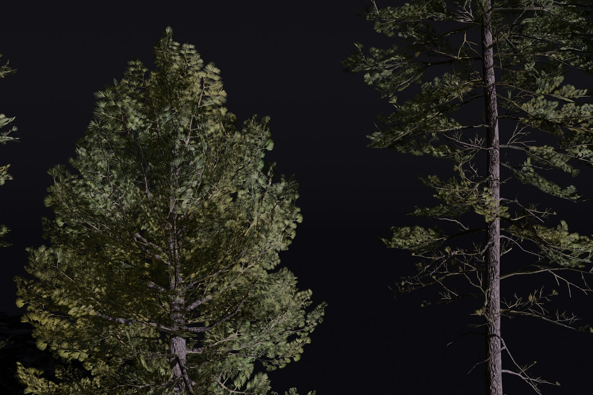 The European Pine Tree, a Plants & Tree 3D Model by FuturePastCreatives (Photo 2 of 6)