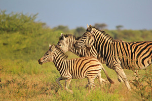 Zebra - Running Stripes 