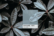 Pantone Colour Scheme Mockup, a Wearable Device Mockup by Tropical Type (Thumbnail 5 of 6)
