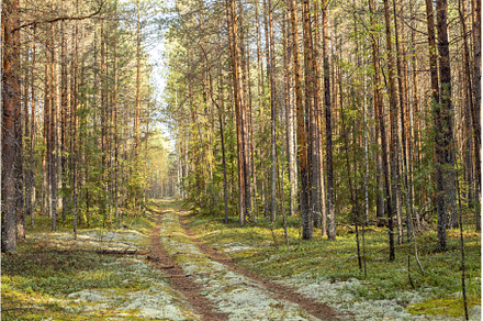 Landscape of a forest road covered, a Nature Photo by Diary of impressions