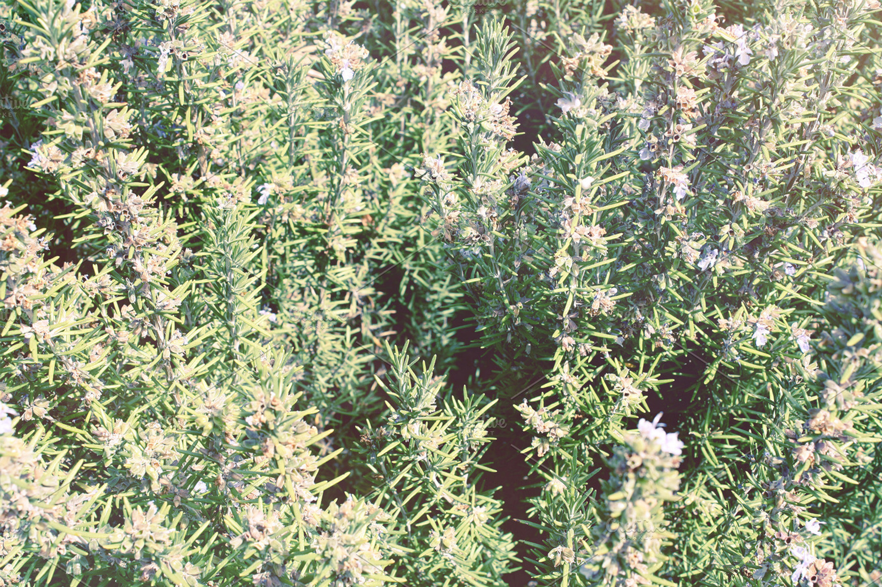 Wild Rosemary Bush