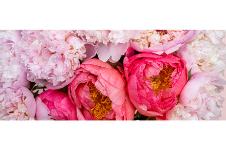 Fresh bunch of pink peonies