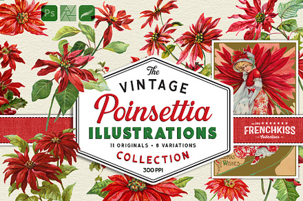 Vintage Poinsettia Illustrations