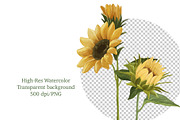 Watercolor Sunflower PNG Clipart, an Object Graphic by ArtGiftsStudio (Thumbnail 5 of 6)