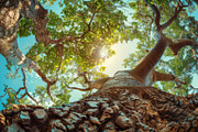 98 Trees view from below, a Nature Photo by Handmadefont (Thumbnail 5 of 98)