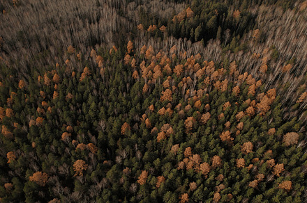 Panorama of colorful autumn forest in Ural