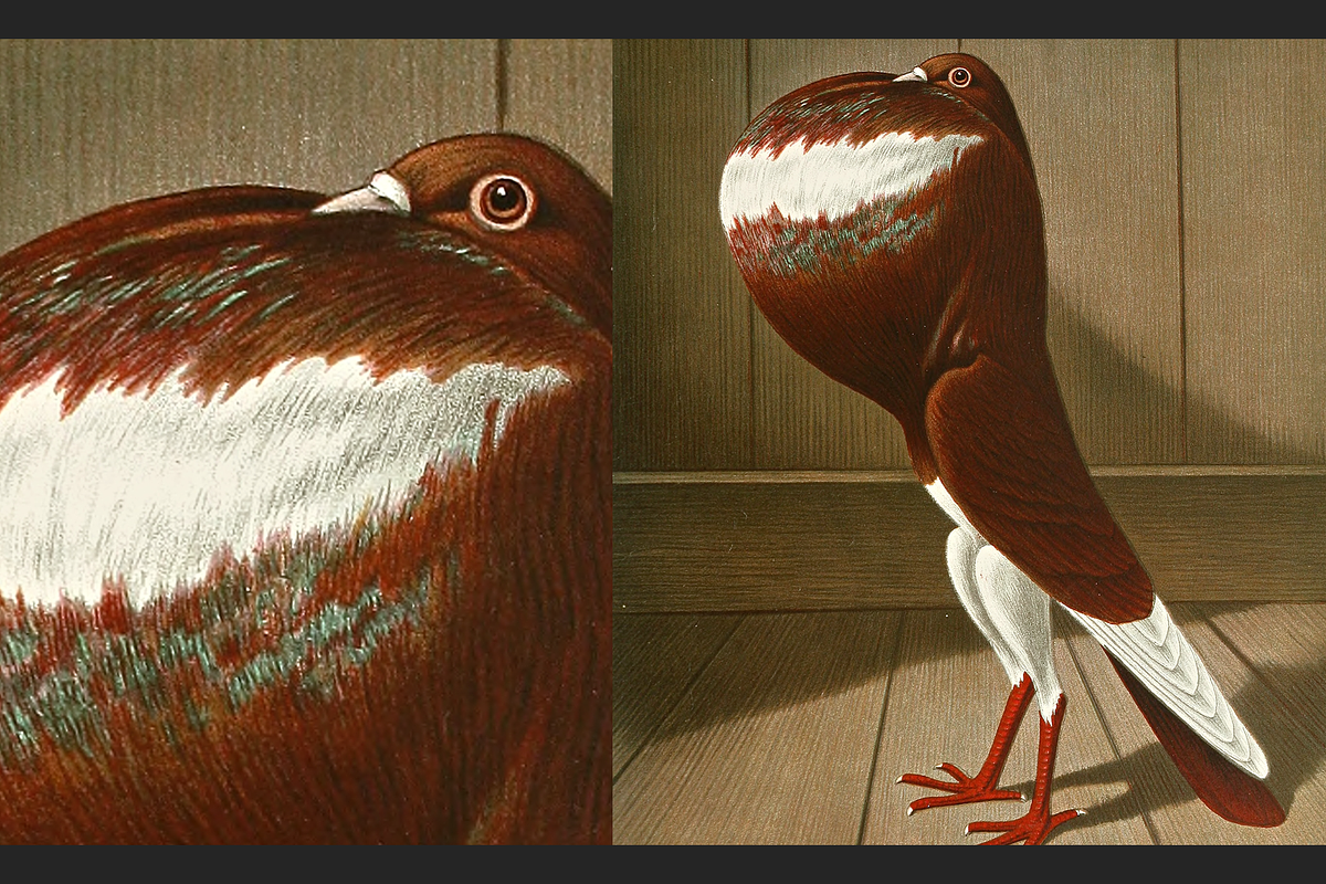 Illustrirtes Mustertauben-Buch, an Animal Illustration by Digital Museum (Photo 6 of 9)