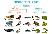 Classification of Animals. Reptiles amphibians mammals birds. Crocodile ...