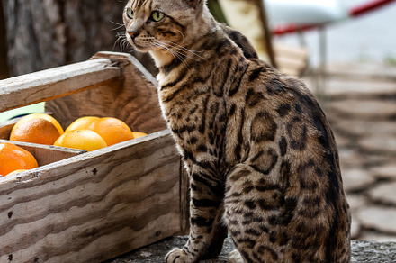 Bengal cat