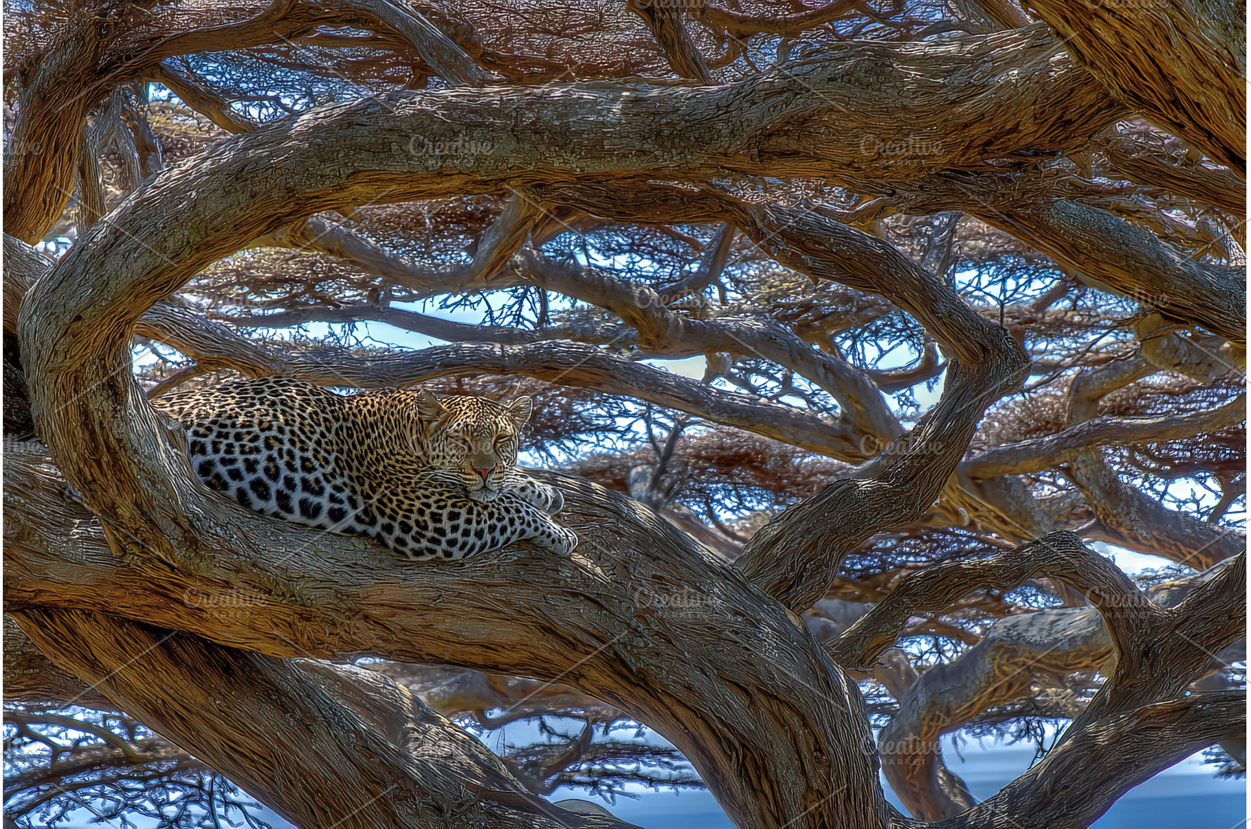 Ein Leopard in der Savanne des, an Animal Photo by ZinetroN